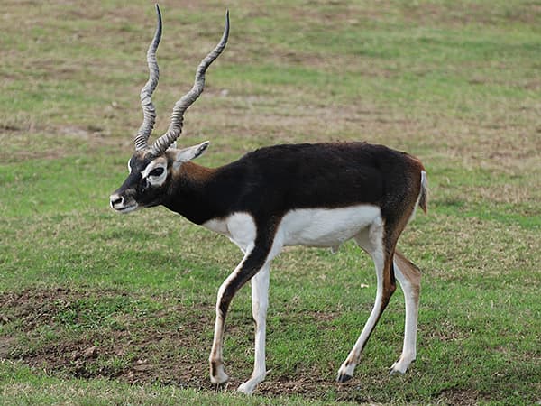 Blackbuck picture