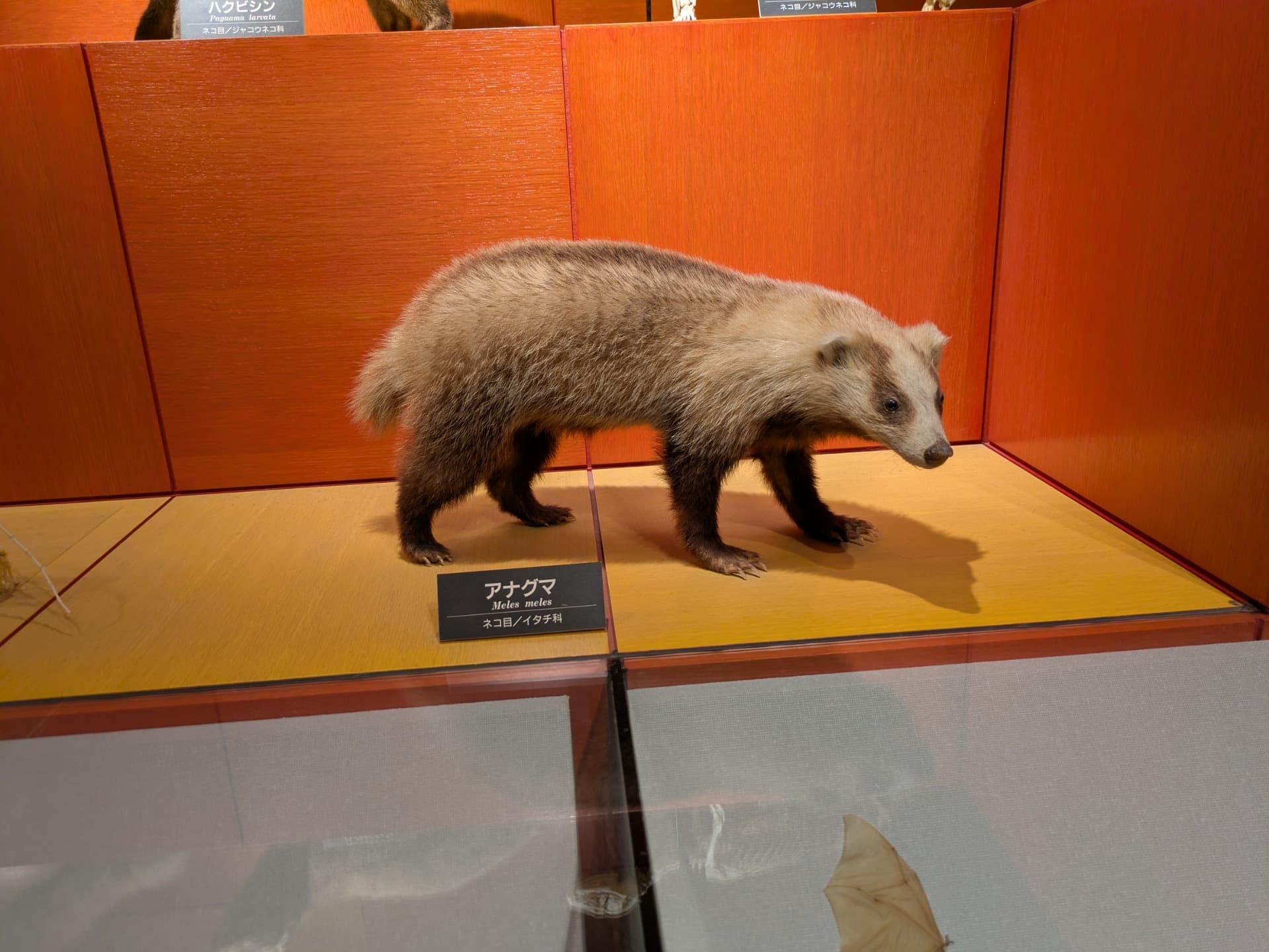 アナグマ / 撮影地: のんほいパーク(豊橋総合動植物公園)の写真