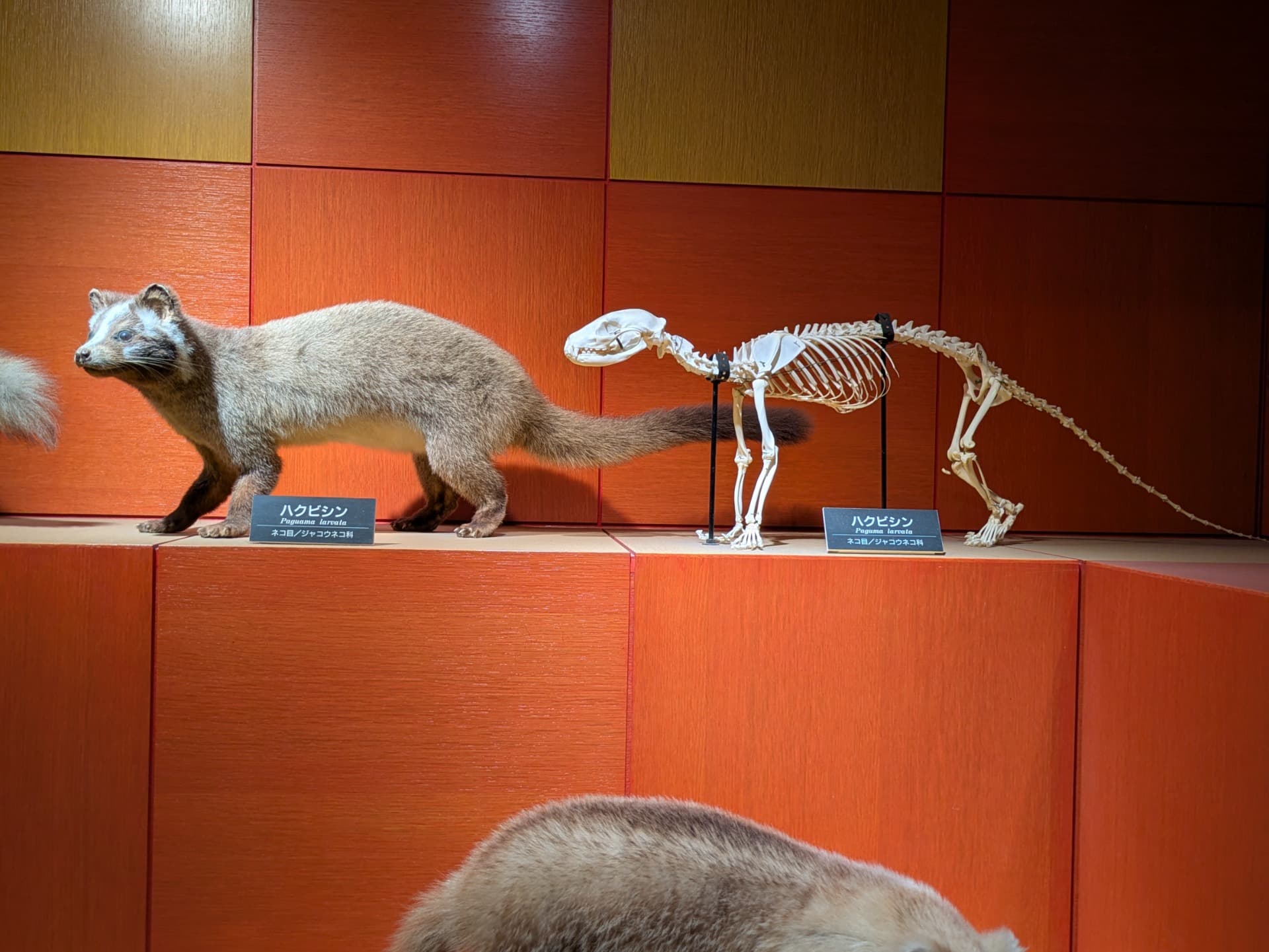 ハクビシン / 撮影地: のんほいパーク(豊橋総合動植物公園)の写真
