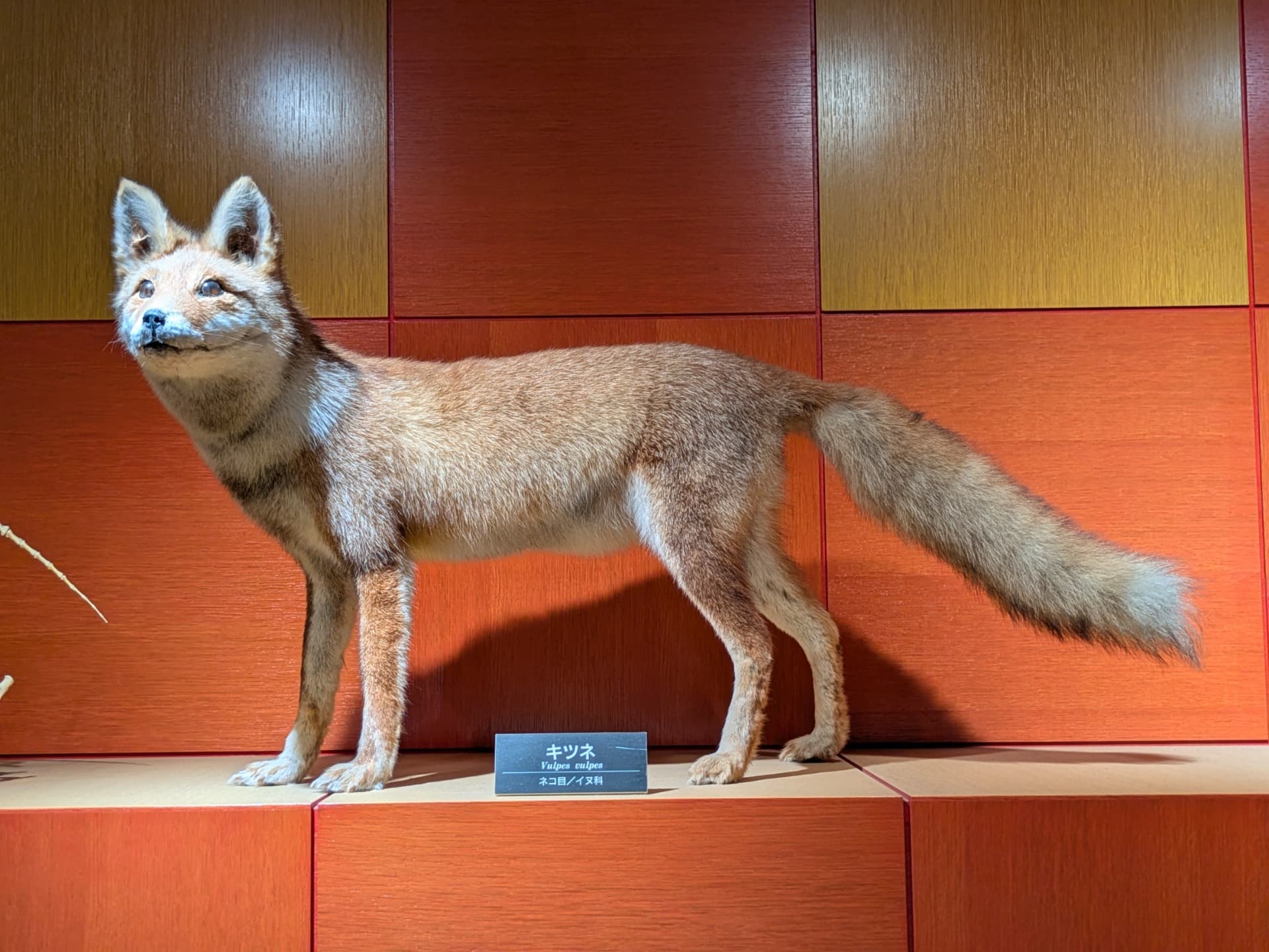 キツネ / 撮影地: のんほいパーク(豊橋総合動植物公園)の写真