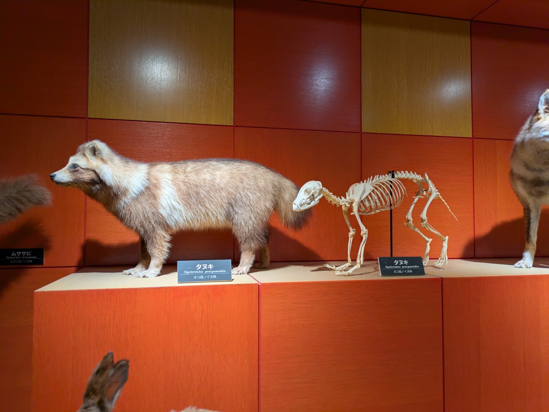 タヌキ / 撮影地: のんほいパーク(豊橋総合動植物公園)の写真