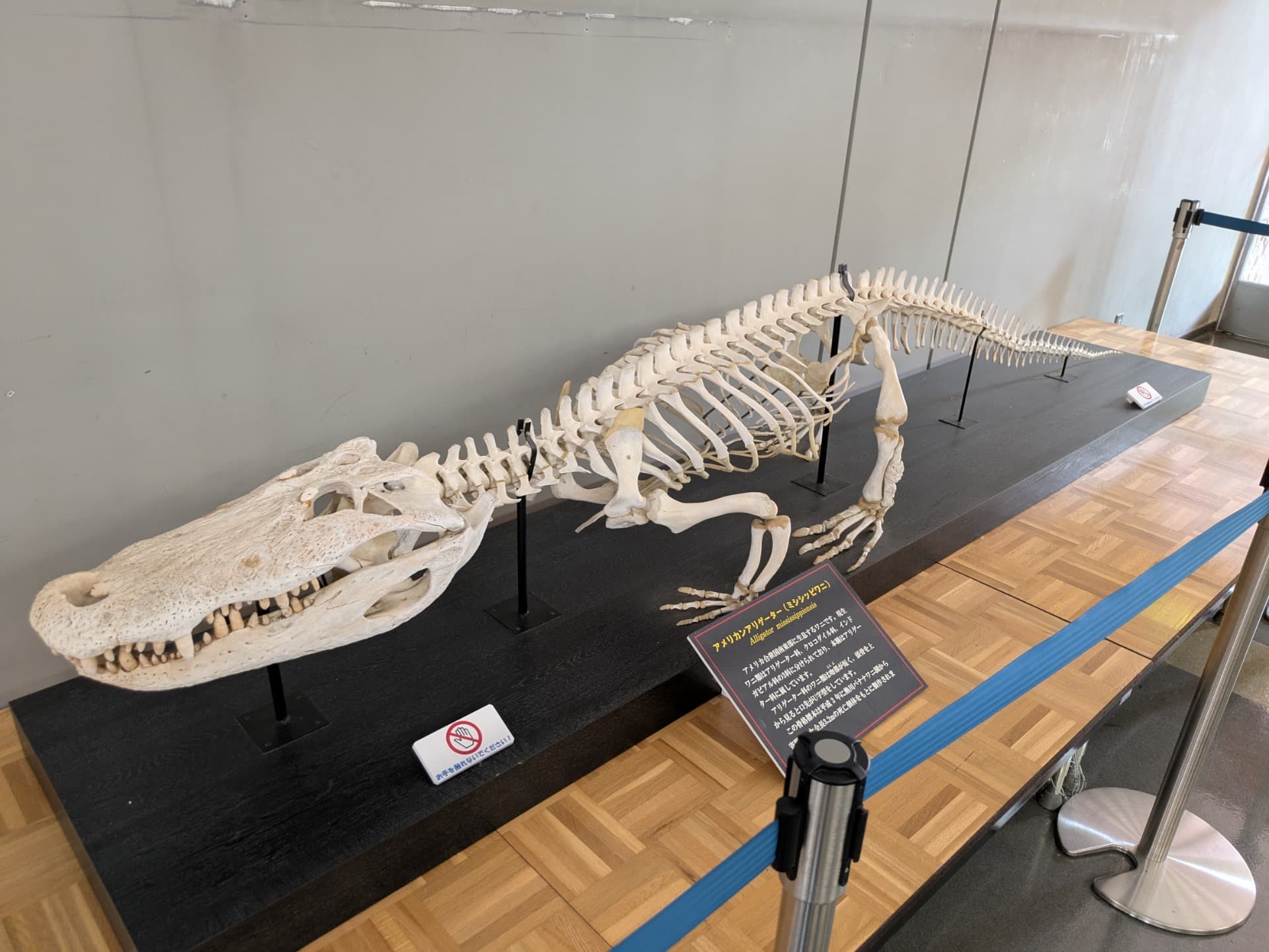 アメリカアリゲーター / 撮影地: のんほいパーク(豊橋総合動植物公園)の写真