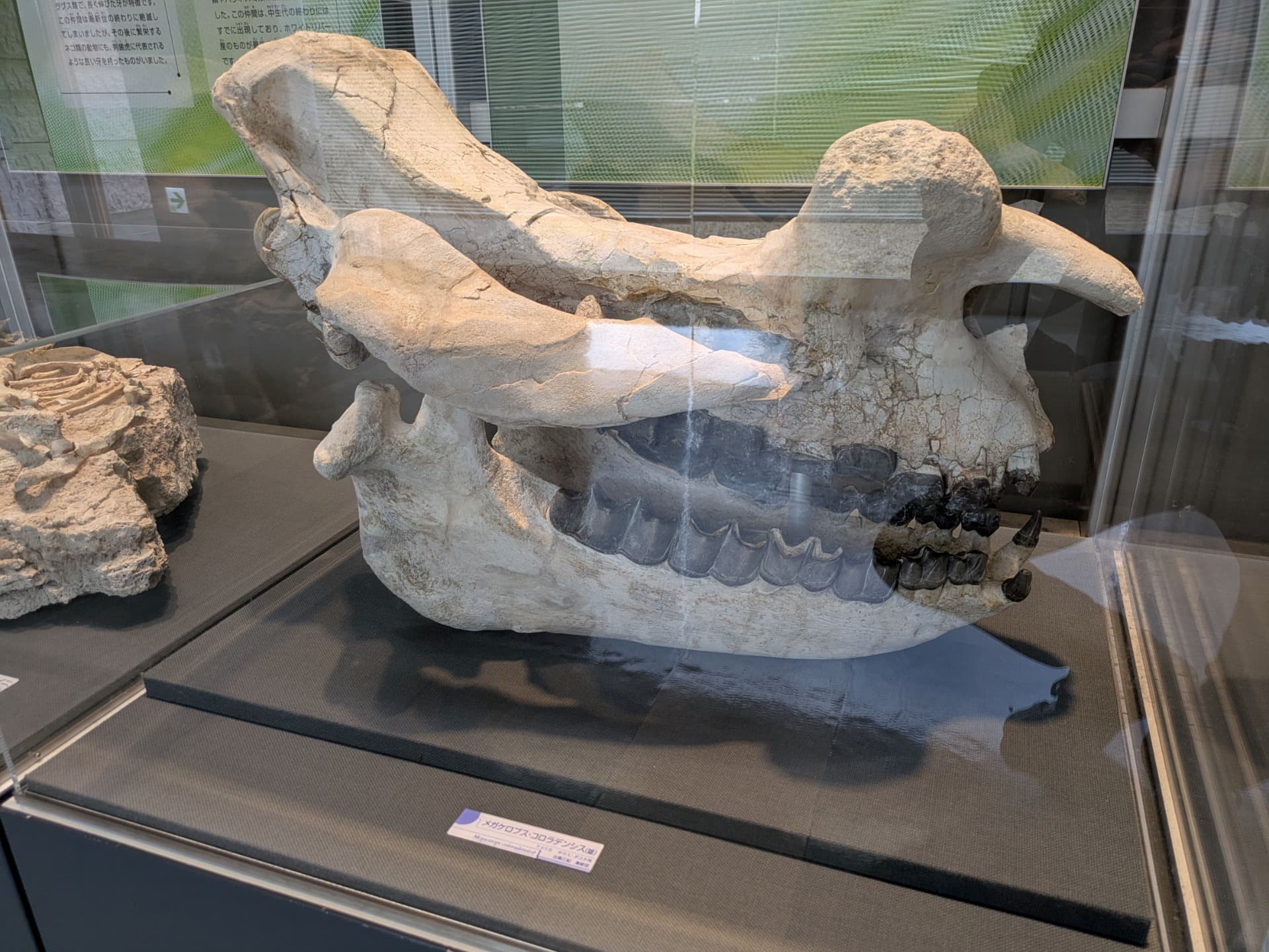 メガセロプス / 撮影地: のんほいパーク(豊橋総合動植物公園)の写真