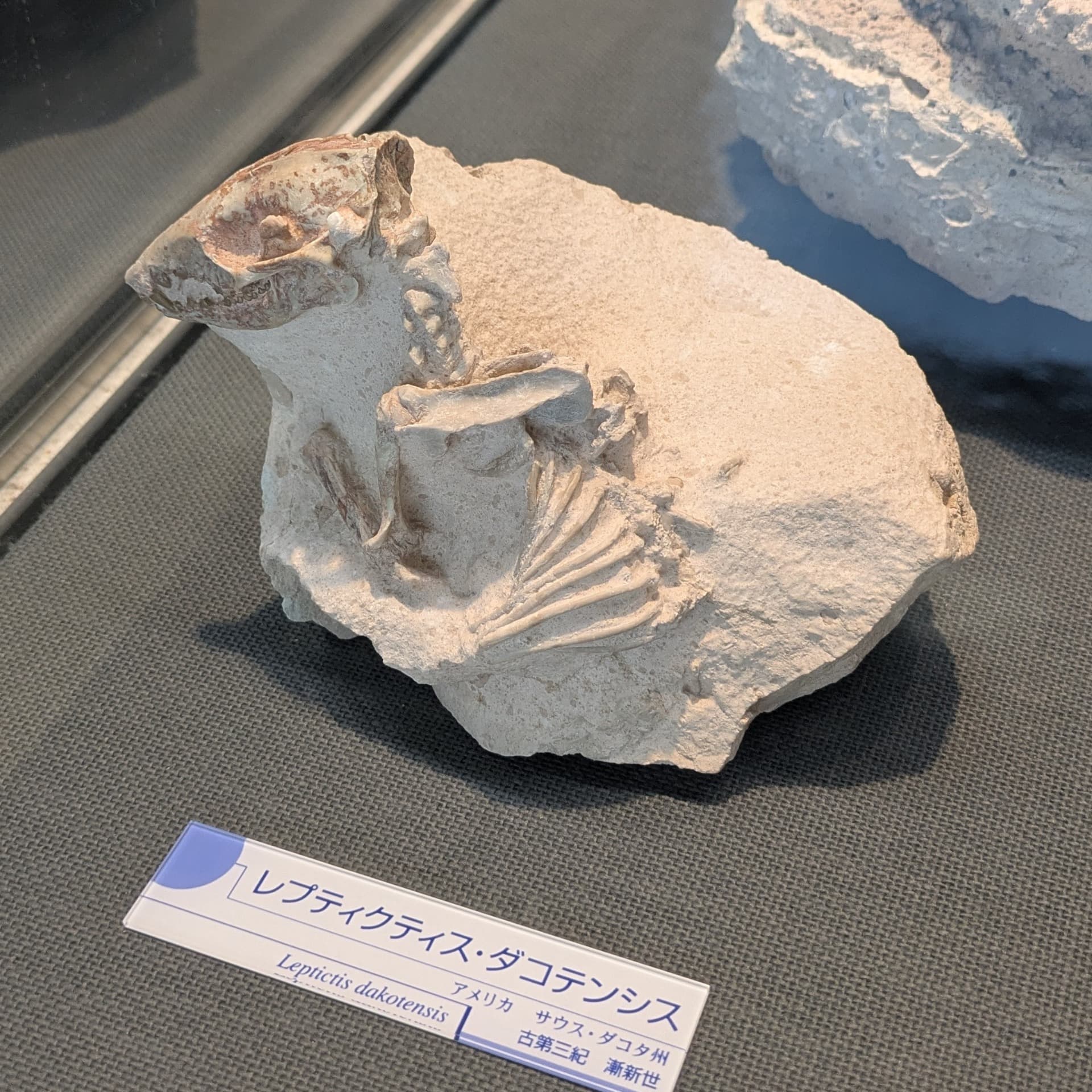 レプティクティス / 撮影地: のんほいパーク(豊橋総合動植物公園)の写真