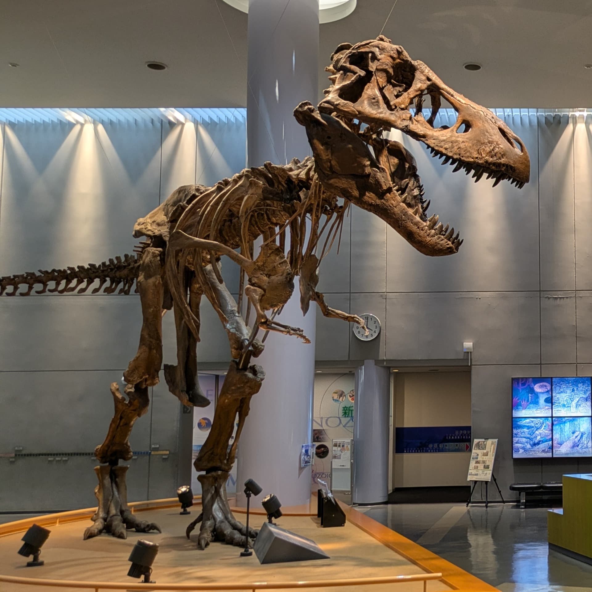 ティラノサウルス / 撮影地: のんほいパーク(豊橋総合動植物公園)の写真