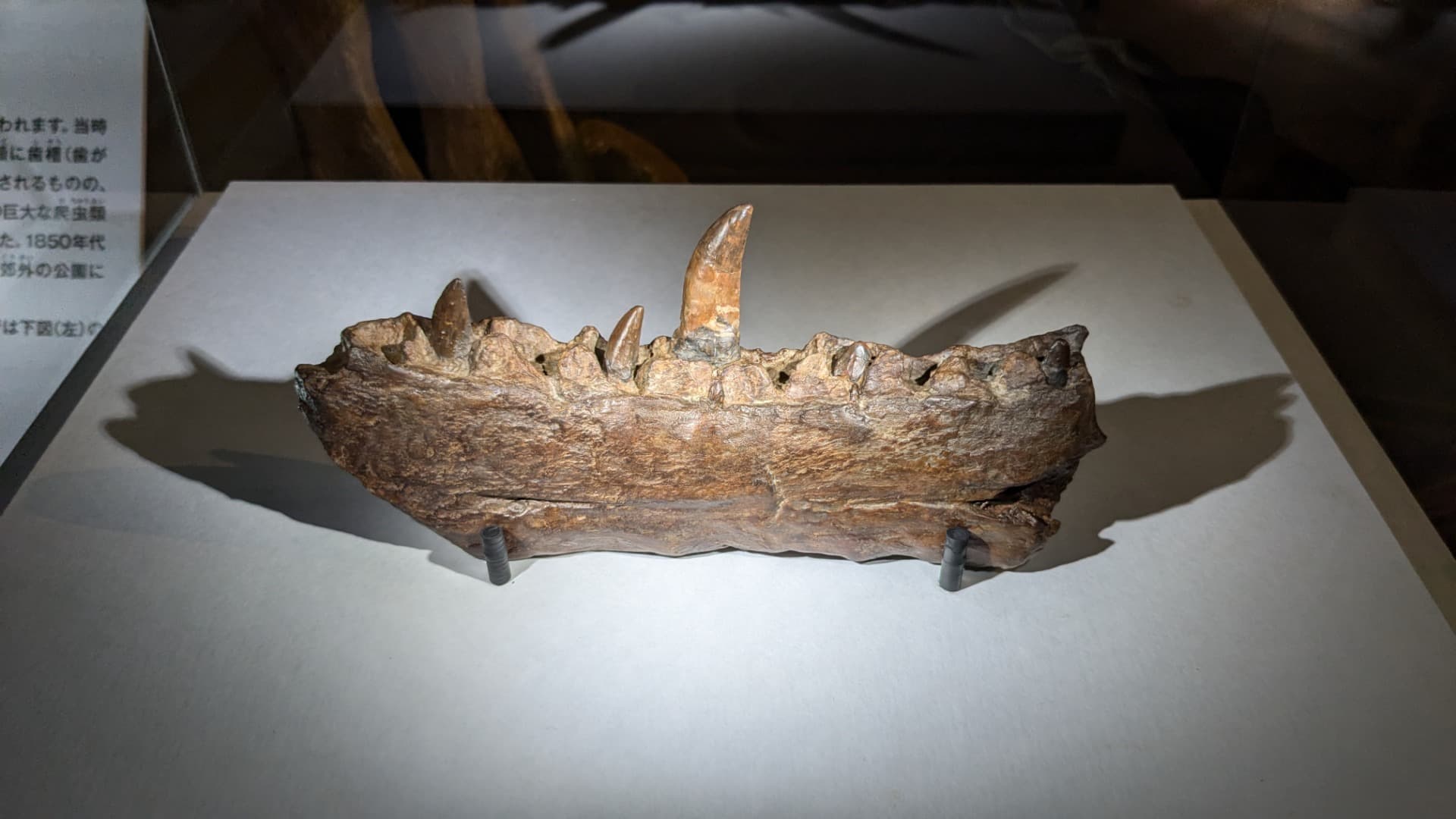 メガロサウルス / イベント: 巨大恐竜展の写真